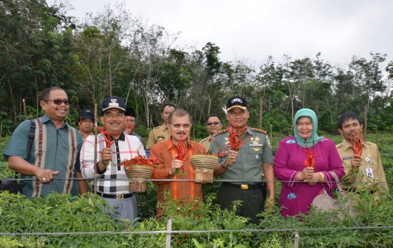 Bupati Pariaman Ikut Panen Cabe di Siabu